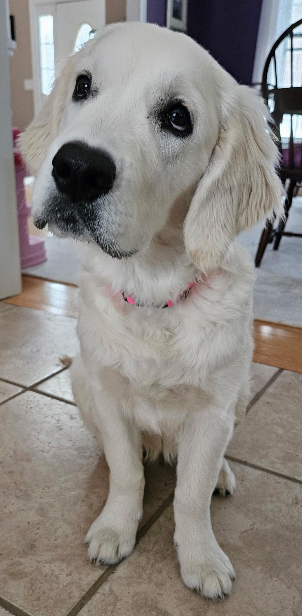 Enlarge Aurora Adora, an adopted Golden Retriever in New Canaan, CT image 3/5