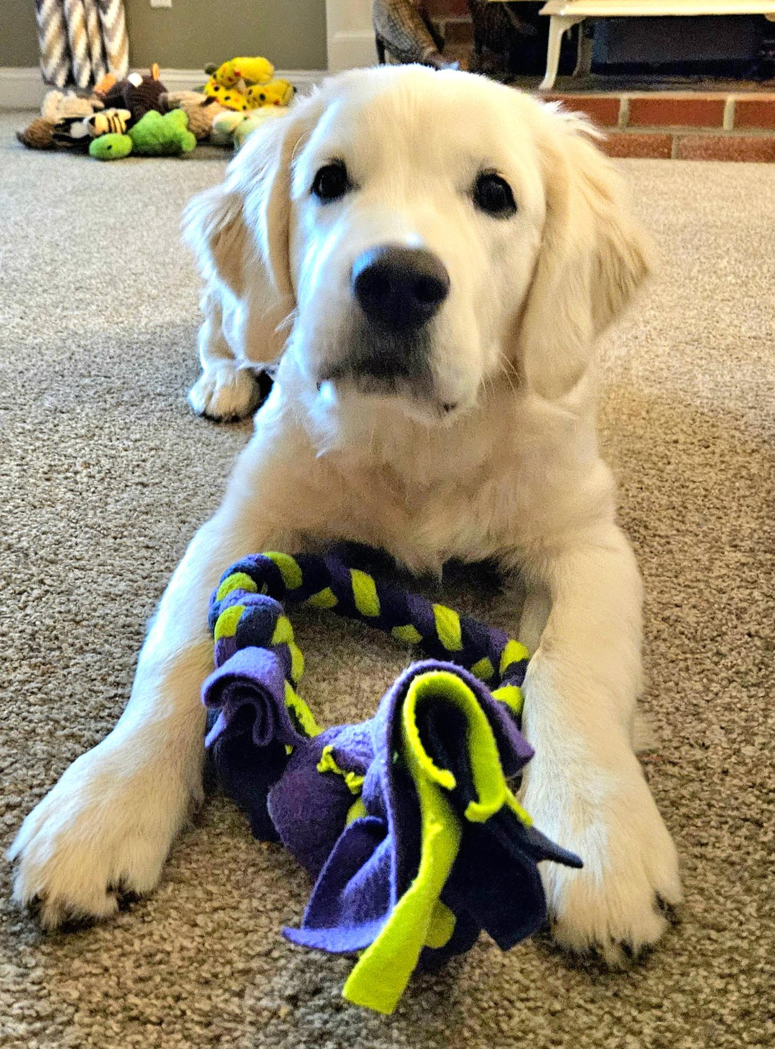 Aurora Adora, ADOPTABLE, Puppy Female Golden Retriever.