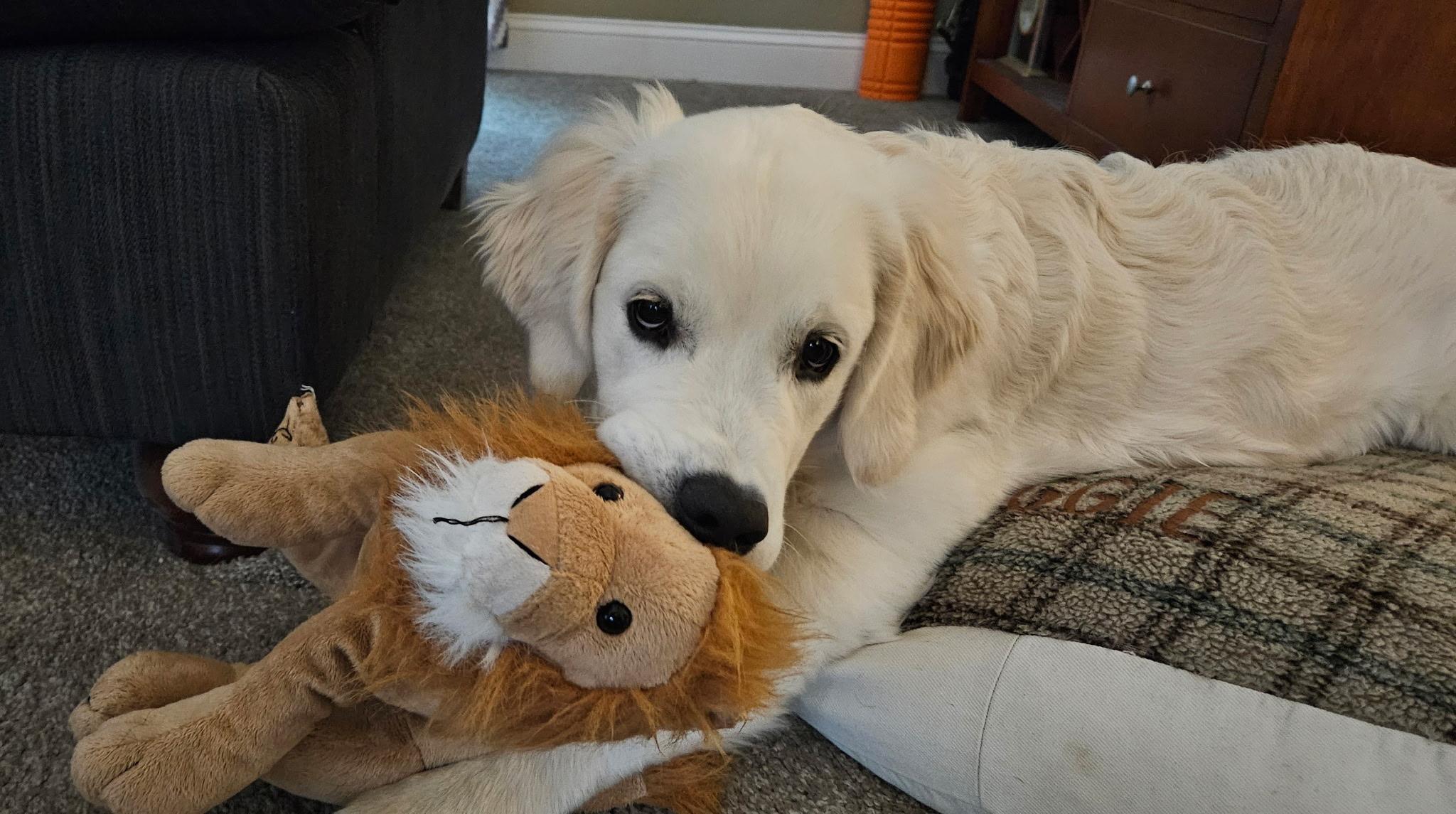 Enlarge Aurora Adora, an adopted Golden Retriever in New Canaan, CT image 5/5