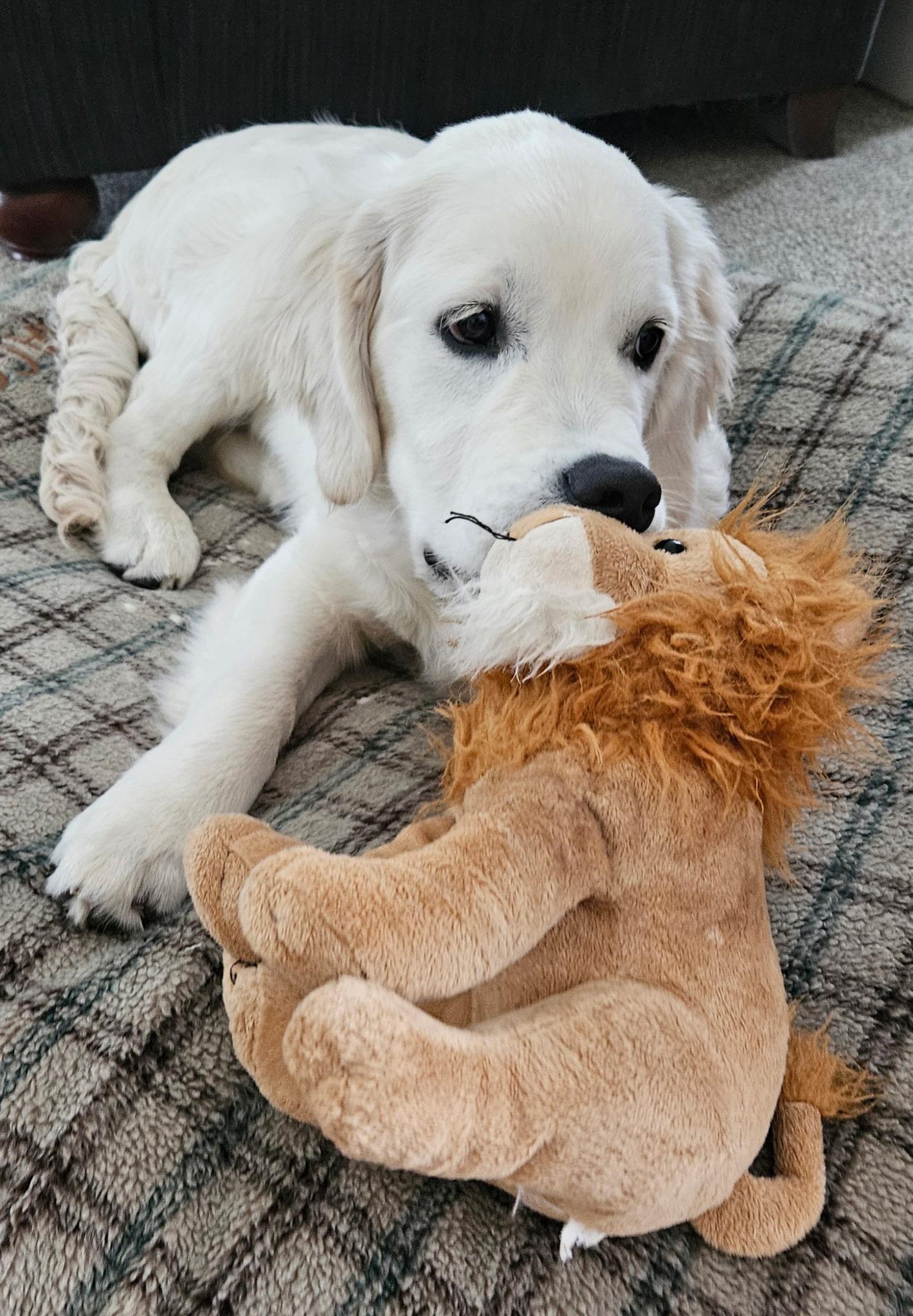 Enlarge Aurora Adora, an adopted Golden Retriever in New Canaan, CT image 4/5