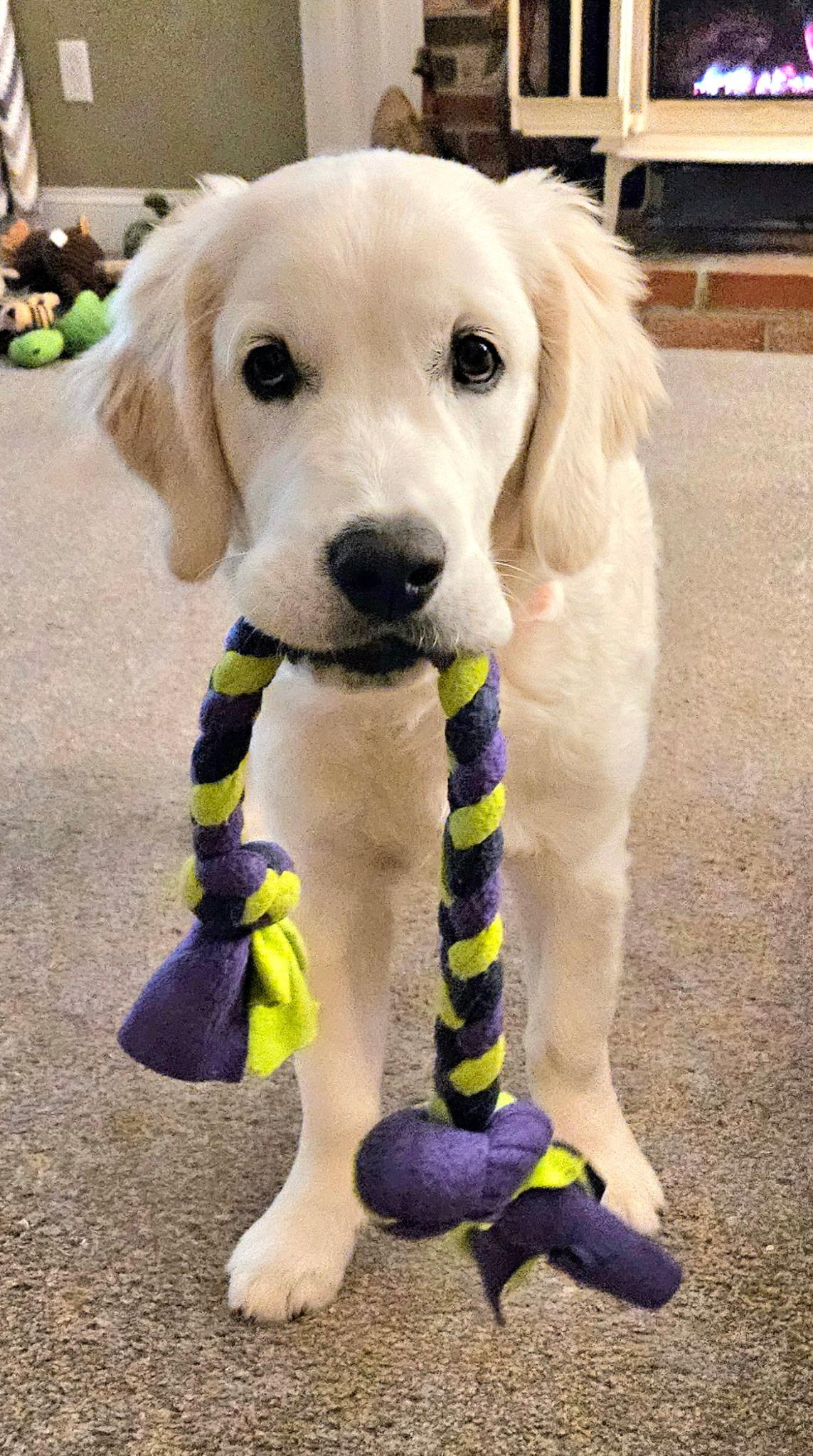 Enlarge Aurora Adora, an adopted Golden Retriever in New Canaan, CT image 2/5