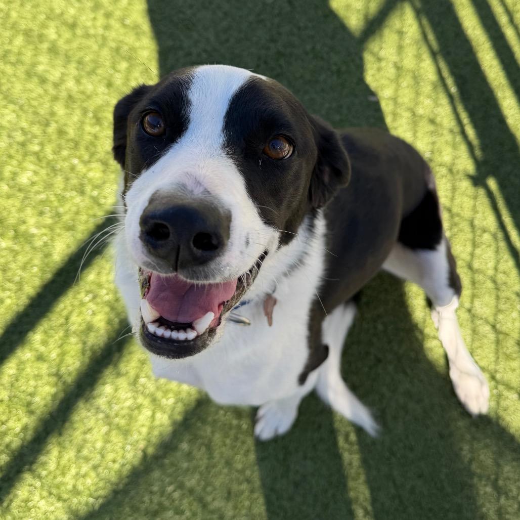 Rex, Adoptable, Adult Male Border Collie & Mixed Breed.