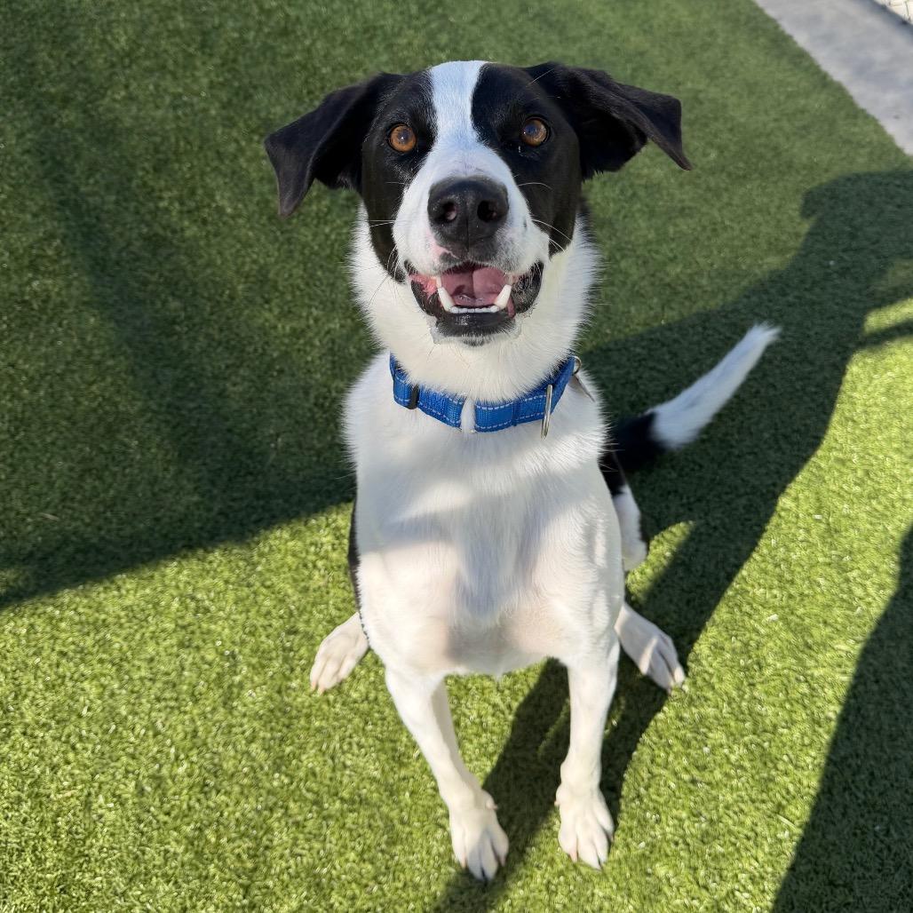 Enlarge Rex, a Adoptable mixed breed in Cody, WY image 2/3