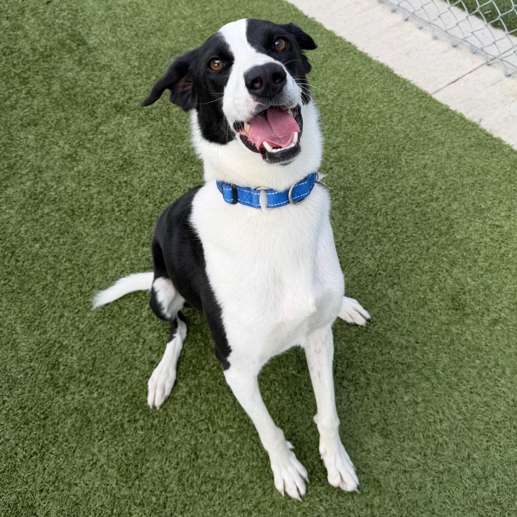 Enlarge Rex, a Adoptable mixed breed in Cody, WY image 3/3