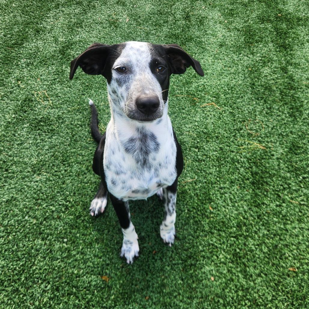 Piper photo