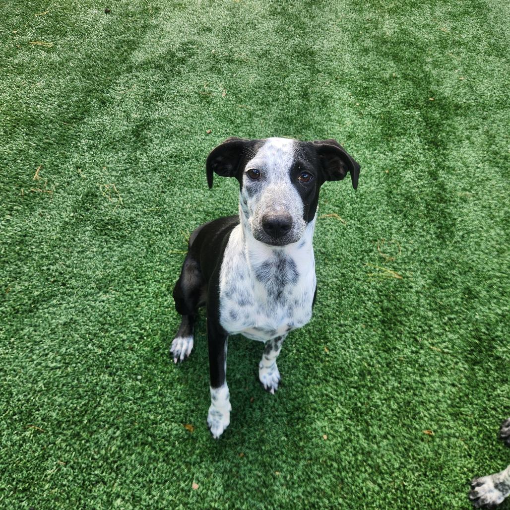 Enlarge Piper, a Adoptable German Shorthaired Pointer in Brockton, MA image 2/2