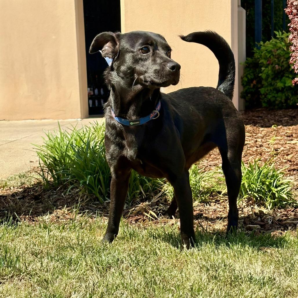 Clarissa, Adoptable, Adult Female Terrier & Mixed Breed.