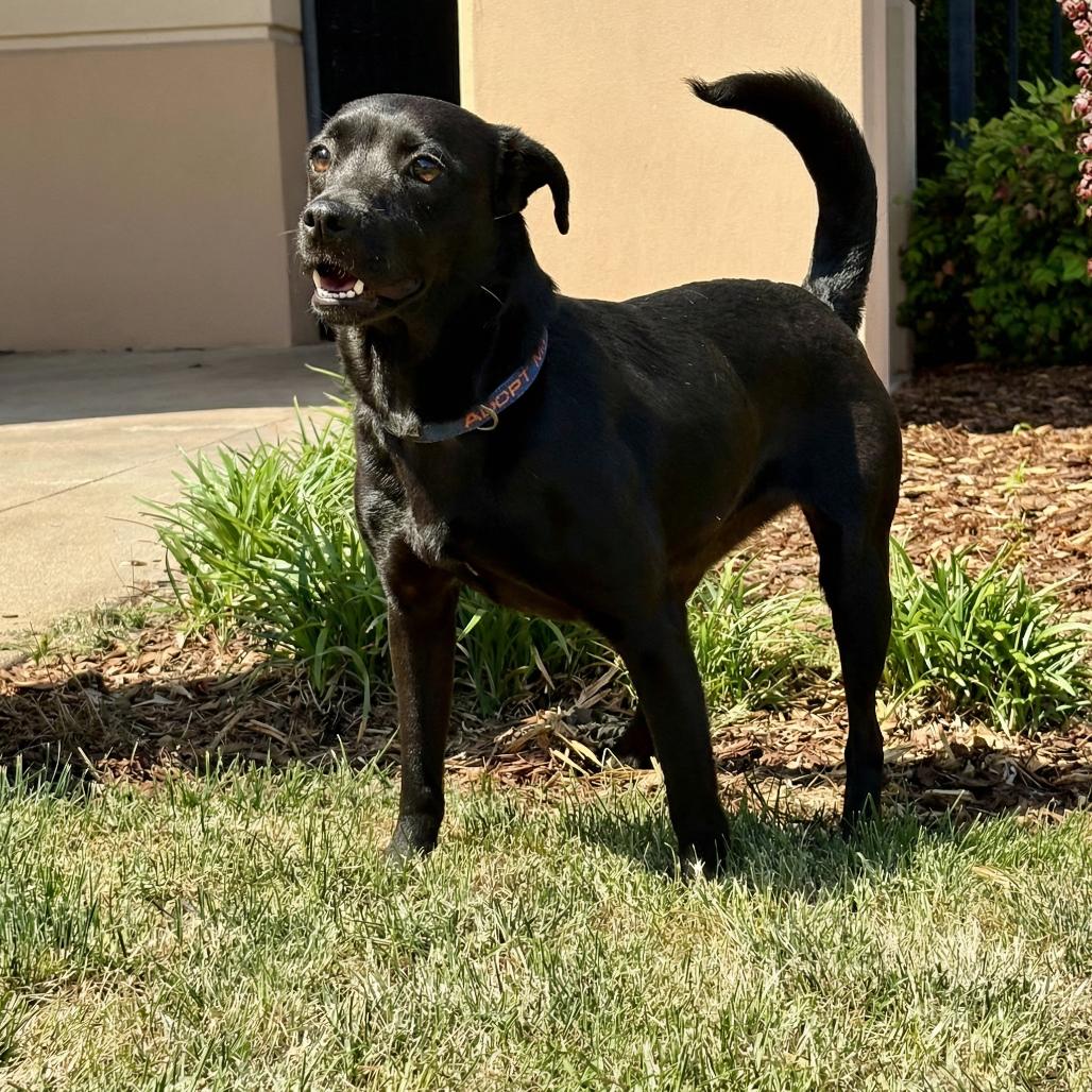 Clarissa, a Adoptable mixed breed in Huntsville, AL image 2/2