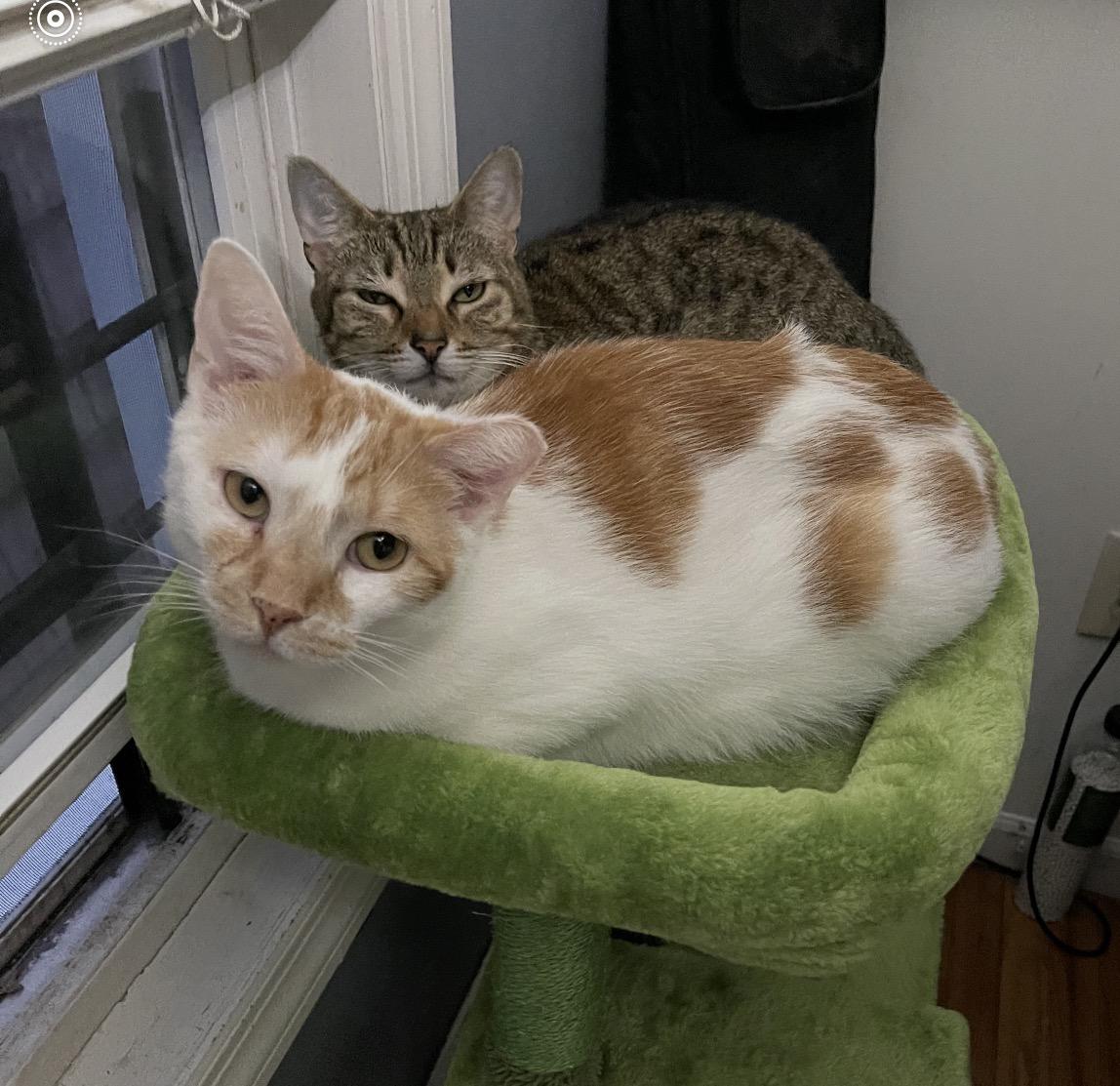 Garbanzo & Christina ( Bonded pair) , ADOPTABLE, Young Male Domestic Short Hair.