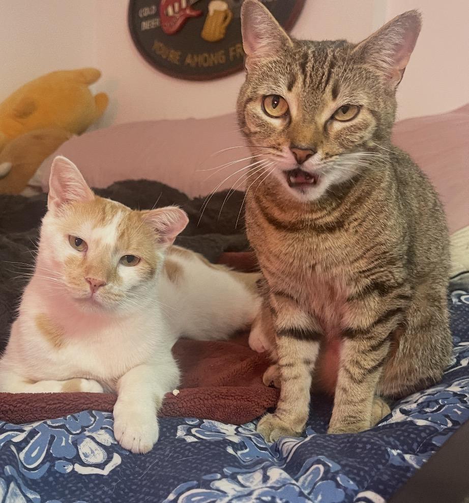 Garbanzo & Christina ( Bonded pair) , ADOPTABLE, Young Male Domestic Short Hair.