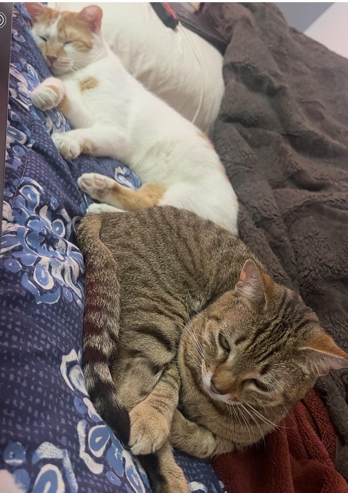 Garbanzo & Christina ( Bonded pair) , a ADOPTABLE Domestic Short Hair in Staten Island, NY image 4/6