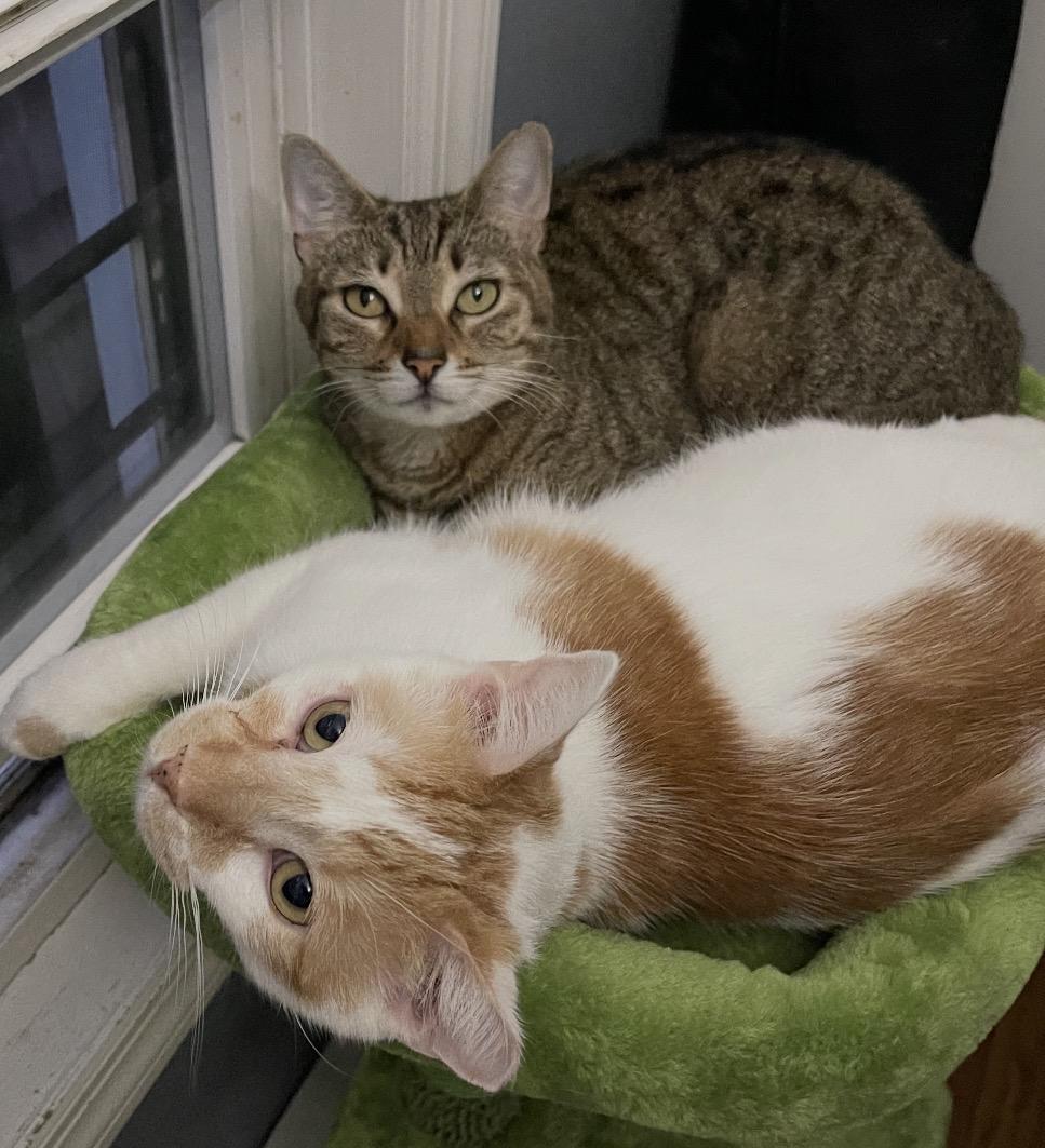 Garbanzo & Christina ( Bonded pair) , a ADOPTABLE Domestic Short Hair in Staten Island, NY image 3/6