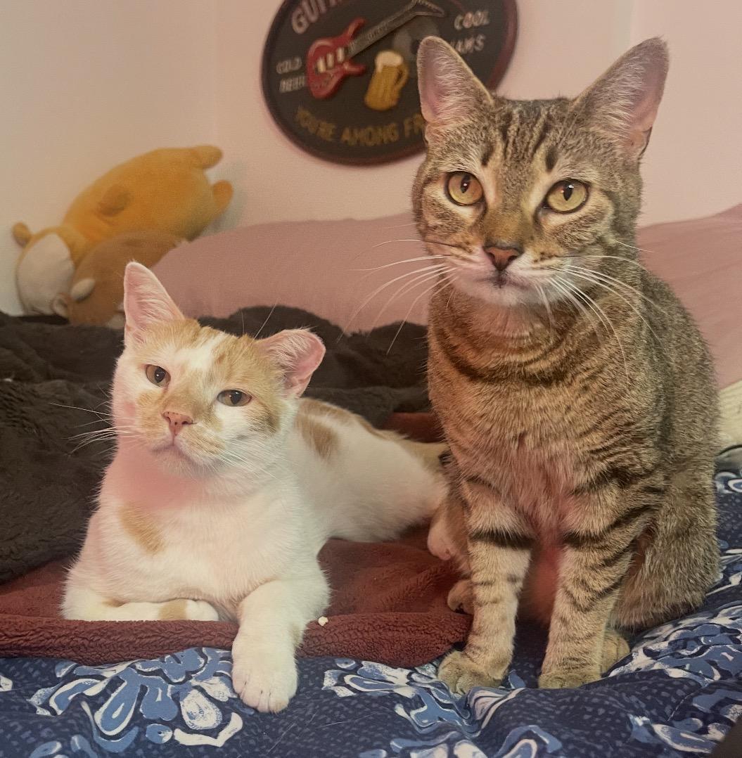 Garbanzo & Christina ( Bonded pair) , ADOPTABLE, Young Male Domestic Short Hair.
