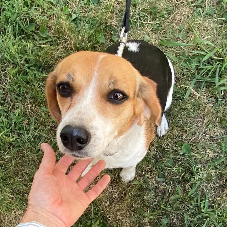 Enlarge Miffy, a Adoptable Beagle in St. Louis, MO image 1/3