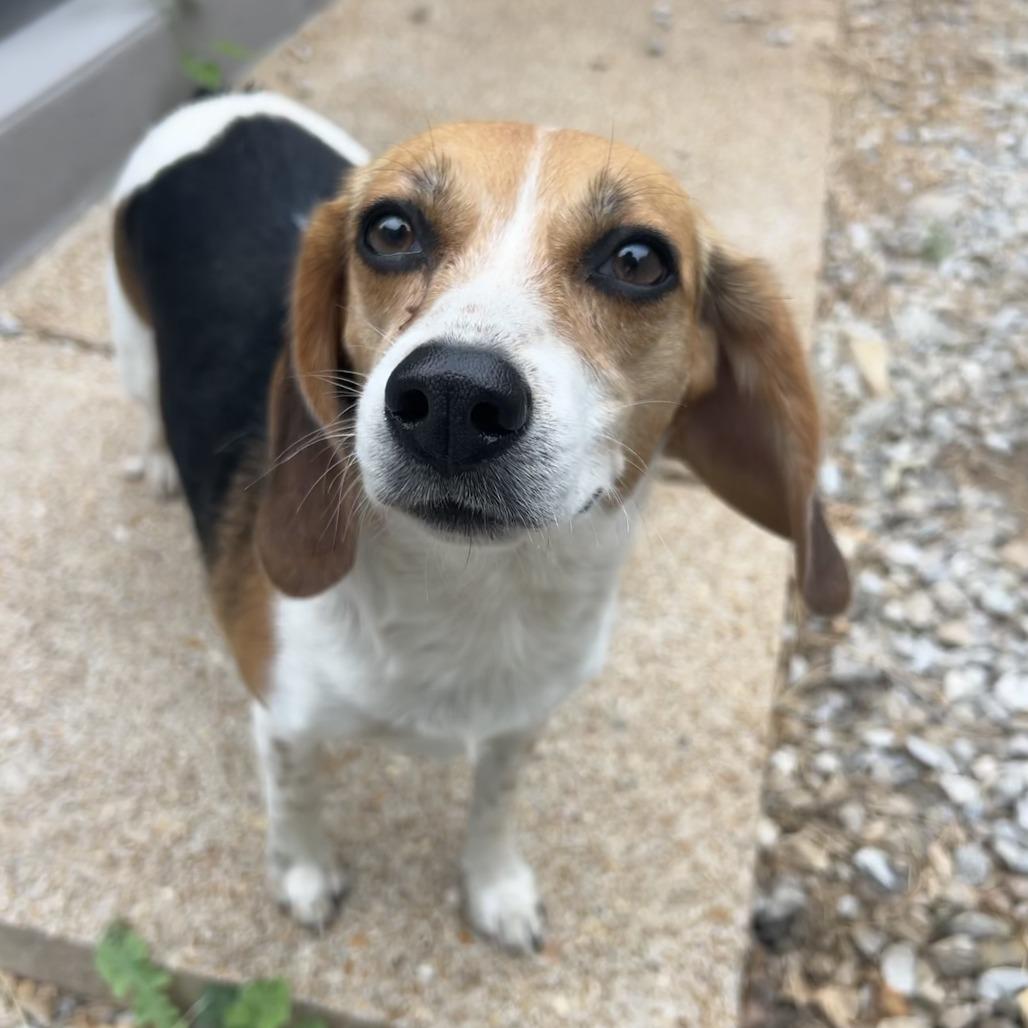 Enlarge Miffy, a Adoptable Beagle in St. Louis, MO image 2/3