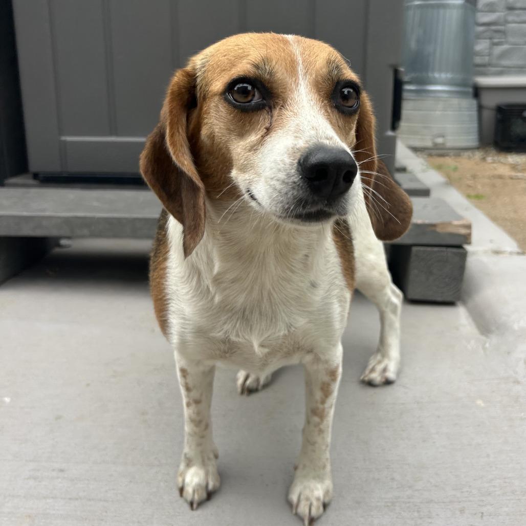 Enlarge Miffy, a Adoptable Beagle in St. Louis, MO image 3/3