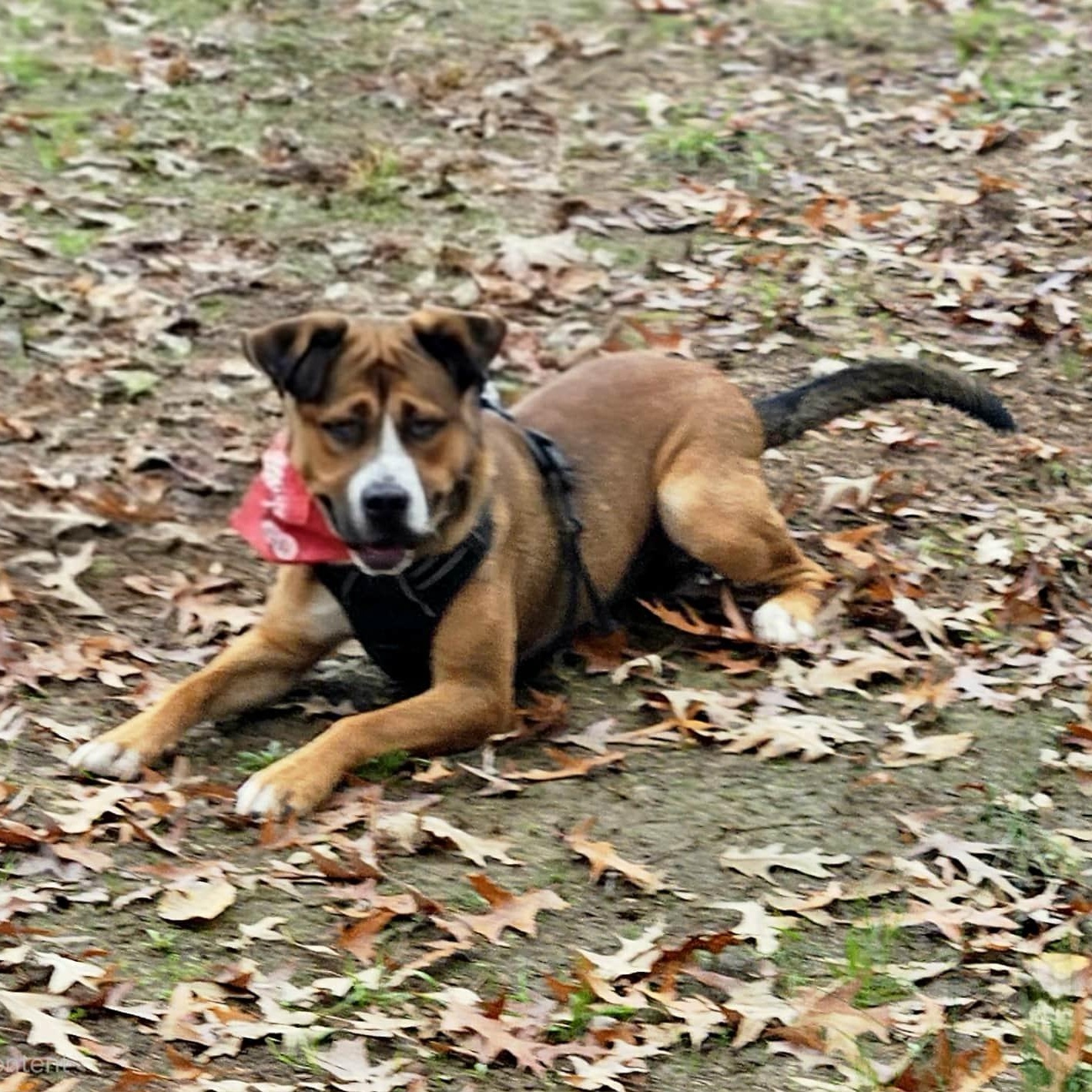 Sammy — thumbnail 3