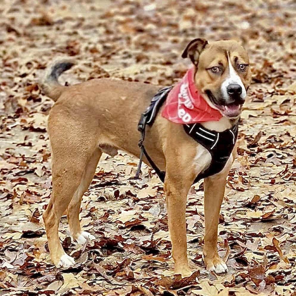 Sammy — thumbnail 5