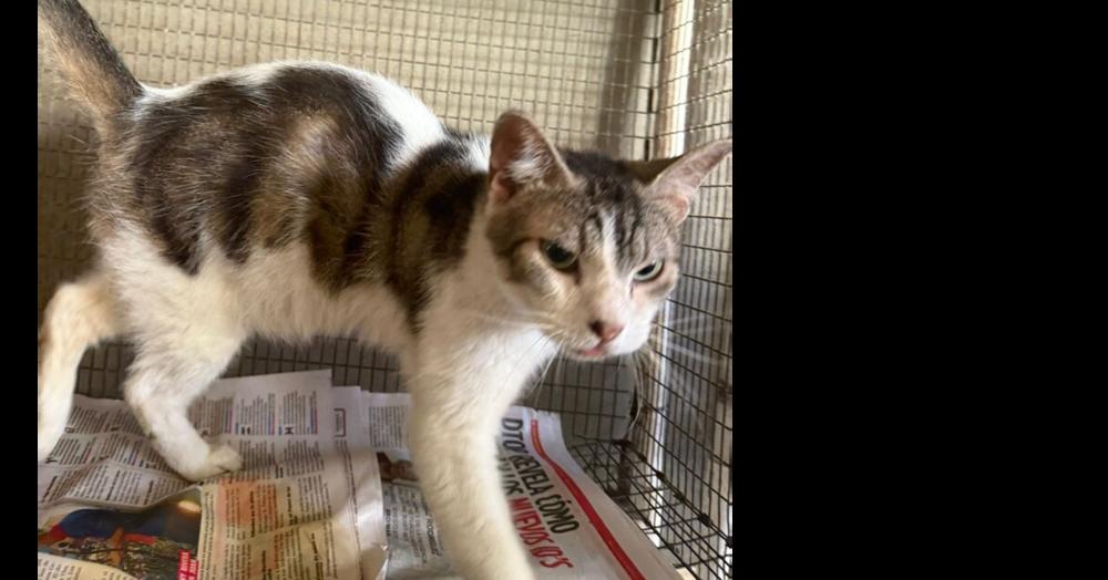 Enlarge Sereno, a Adoptable Domestic Short Hair in Naranjito, PR image 1/1