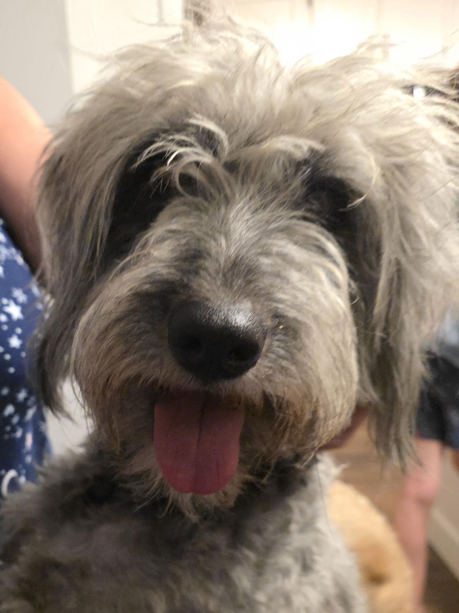 Schatzie — thumbnail 2