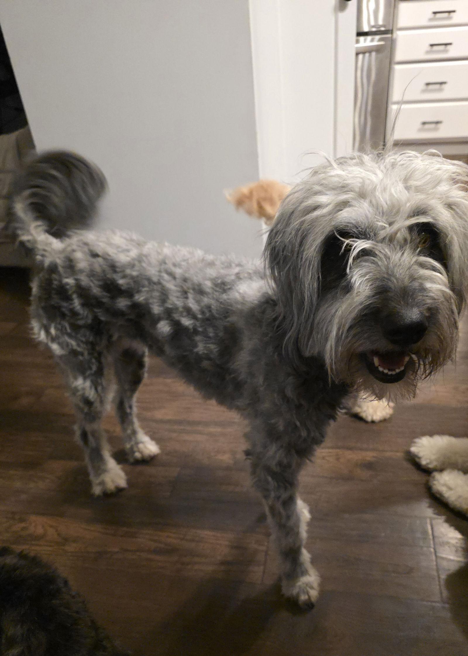 Schatzie — thumbnail 3