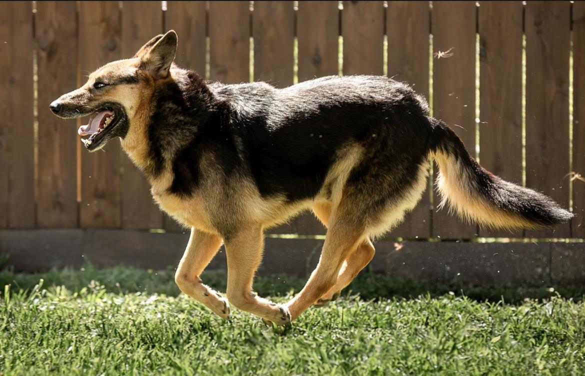 Enlarge Patricia, a Adoptable German Shepherd Dog in Seattle, WA image 2/5