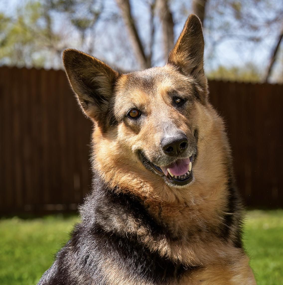 Enlarge Patricia, a Adoptable German Shepherd Dog in Seattle, WA image 1/5
