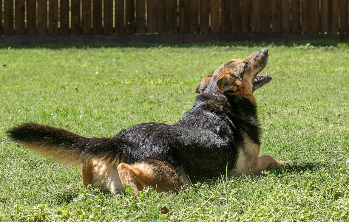Enlarge Patricia, a Adoptable German Shepherd Dog in Seattle, WA image 3/5