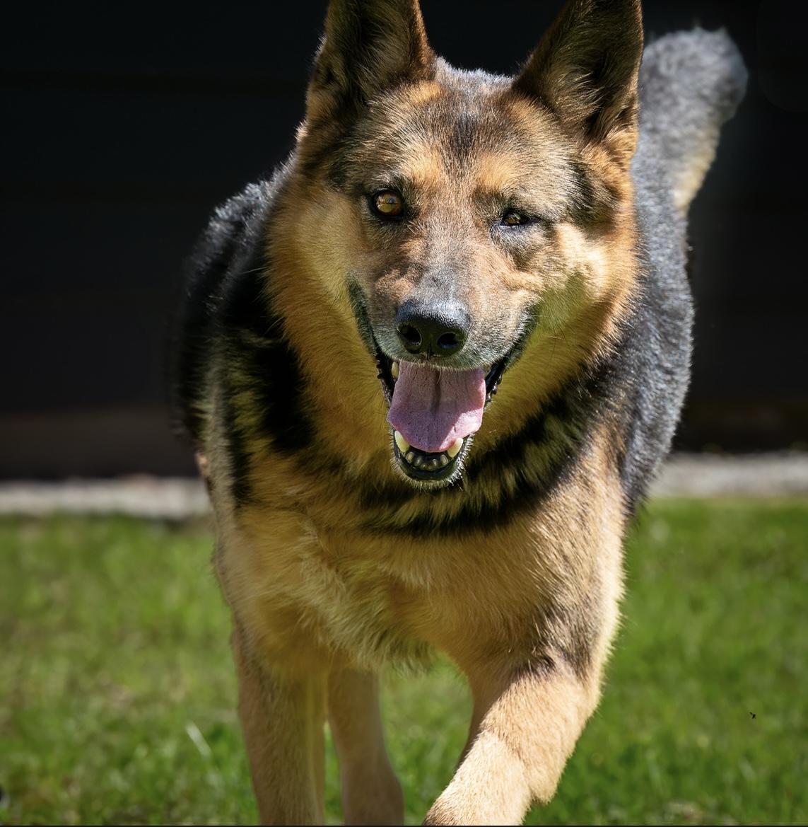 Enlarge Patricia, a Adoptable German Shepherd Dog in Seattle, WA image 4/5