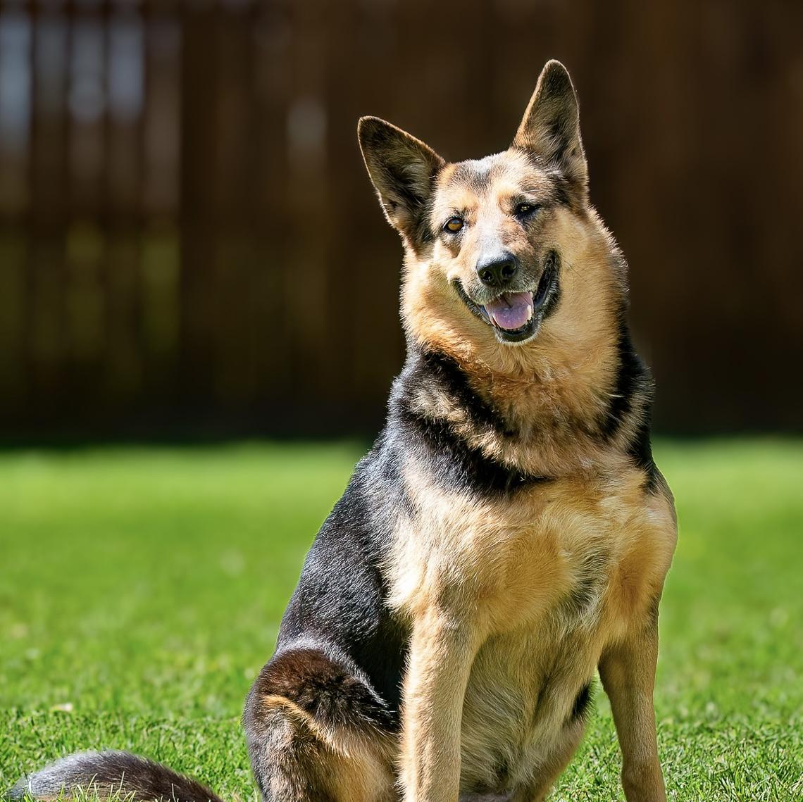 Enlarge Patricia, a Adoptable German Shepherd Dog in Seattle, WA image 5/5