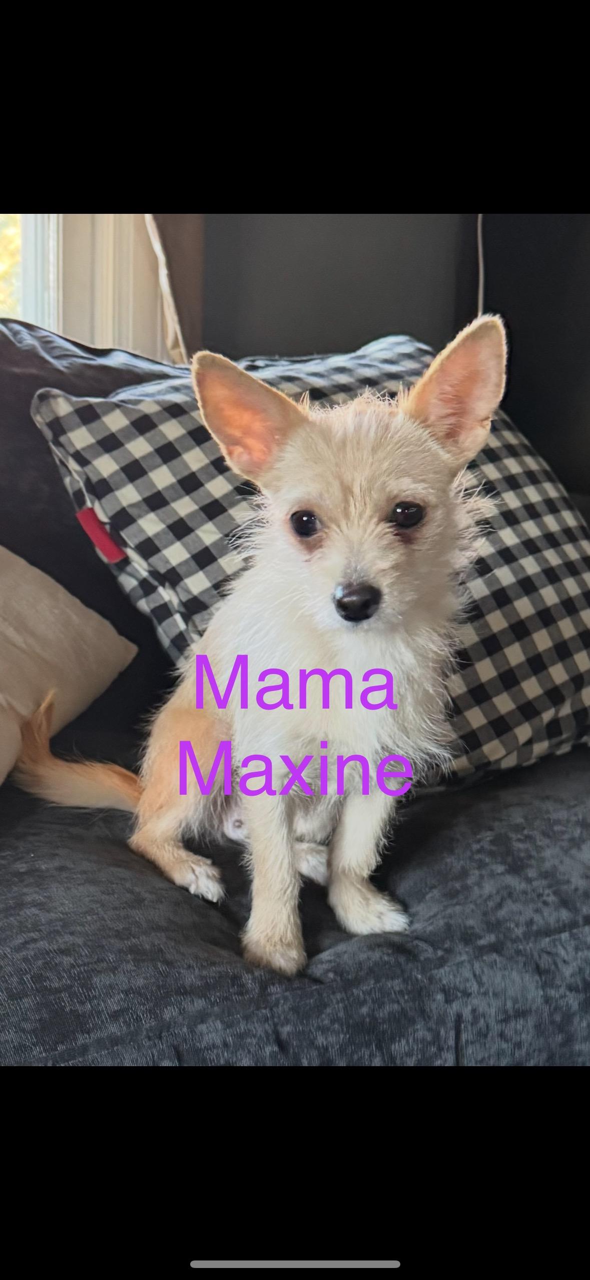 Maxine, Adoptable, Adult Female Terrier.