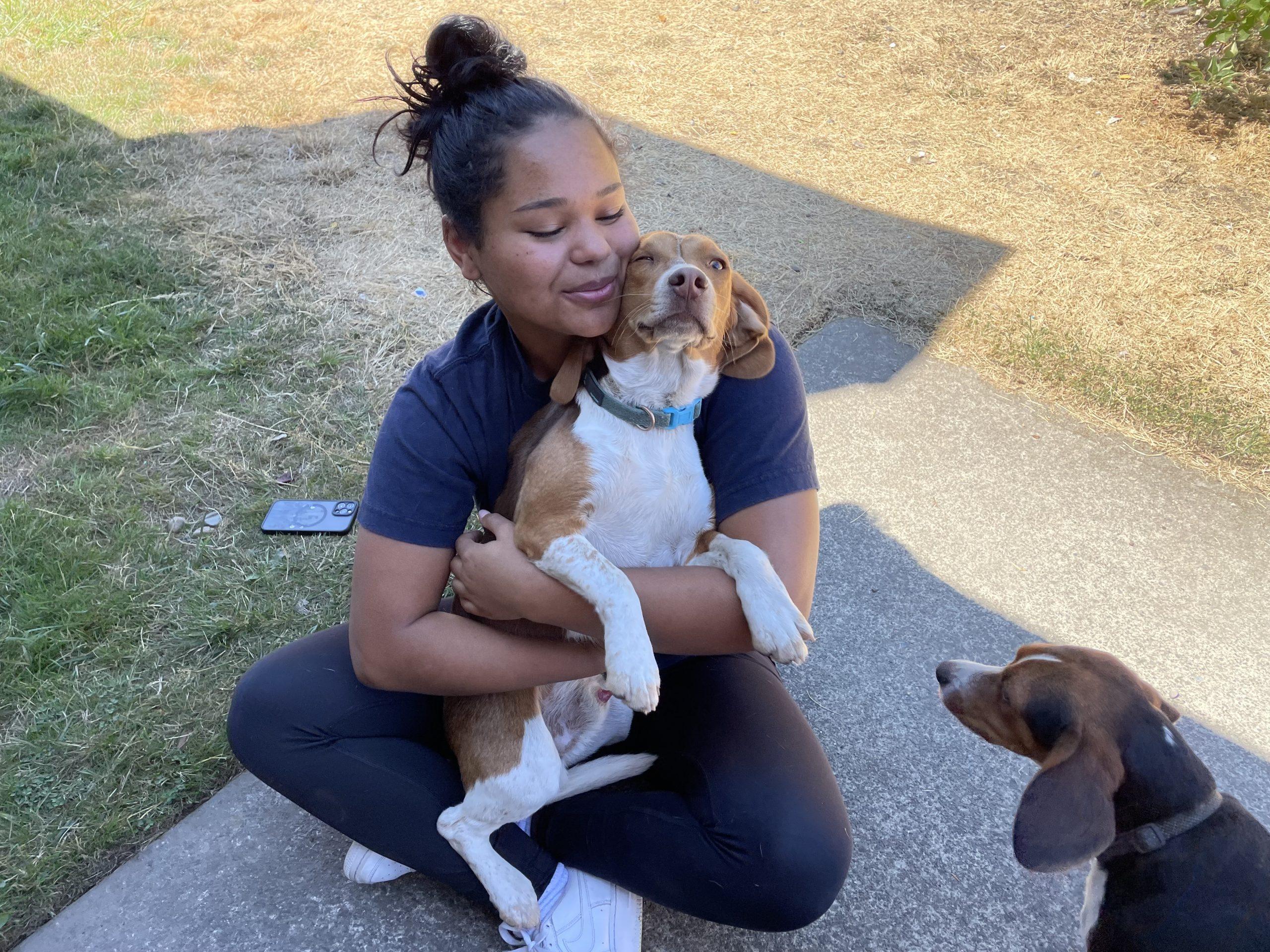 Enlarge Dasher, a Adoptable Beagle in Kent, WA image 1/1
