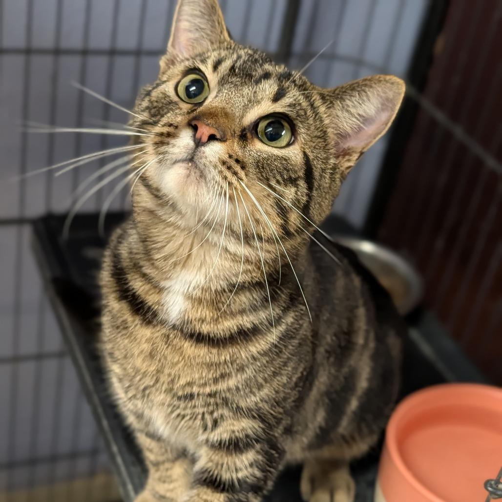 Enlarge Brant, an adopted Domestic Short Hair in Cape Girardeau, MO image 3/3