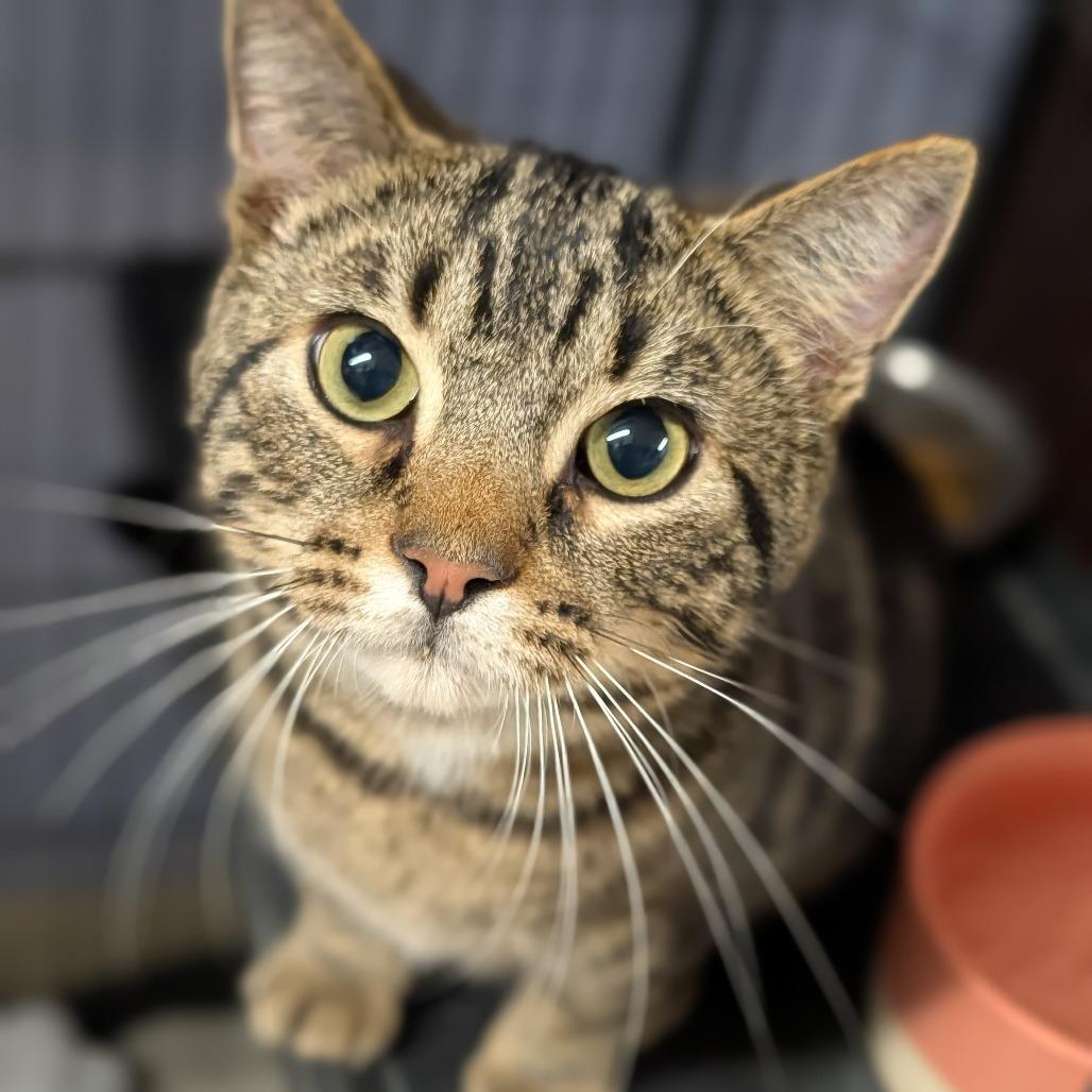 Enlarge Brant, an adopted Domestic Short Hair in Cape Girardeau, MO image 2/3