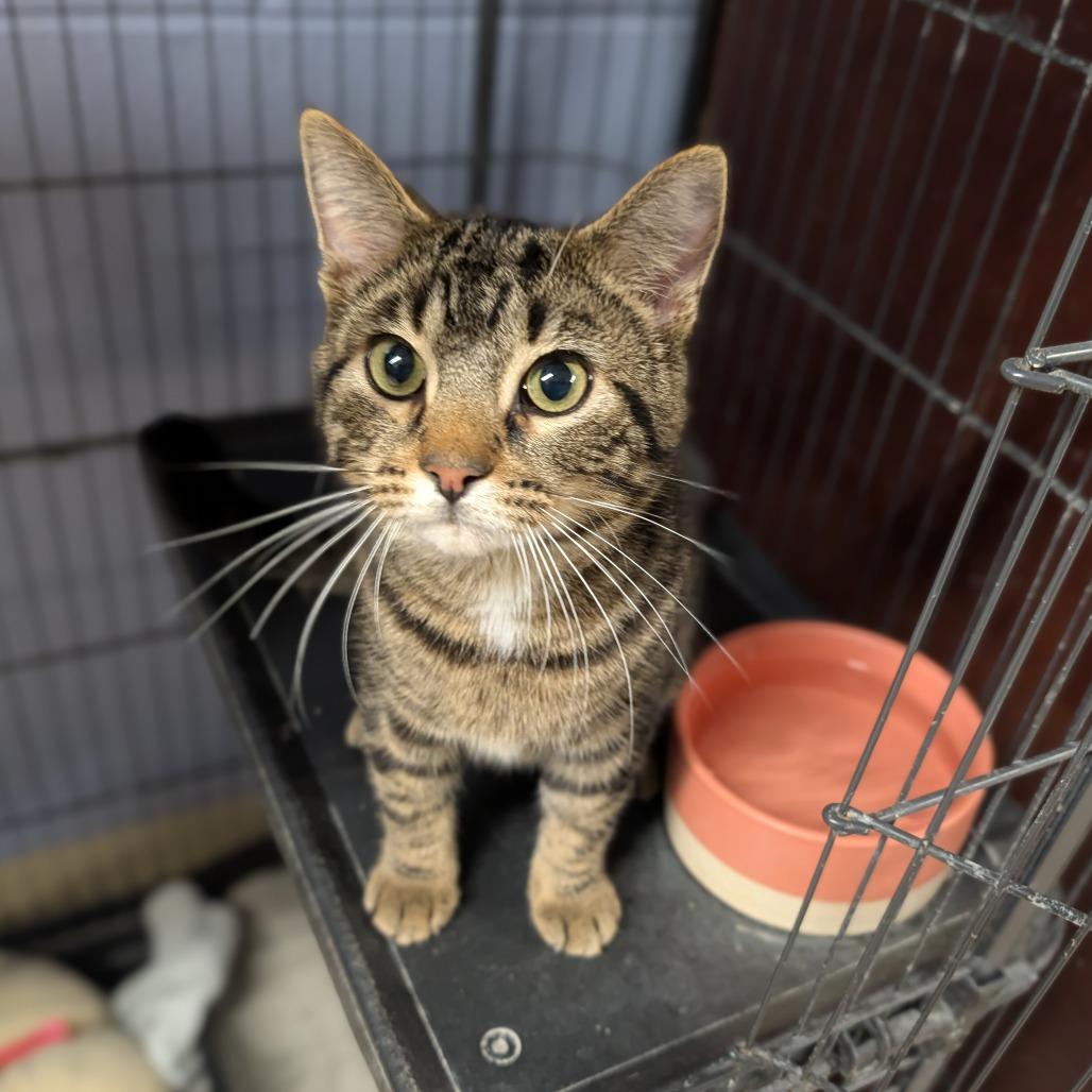 Brant, adopted, Young Male Domestic Short Hair.