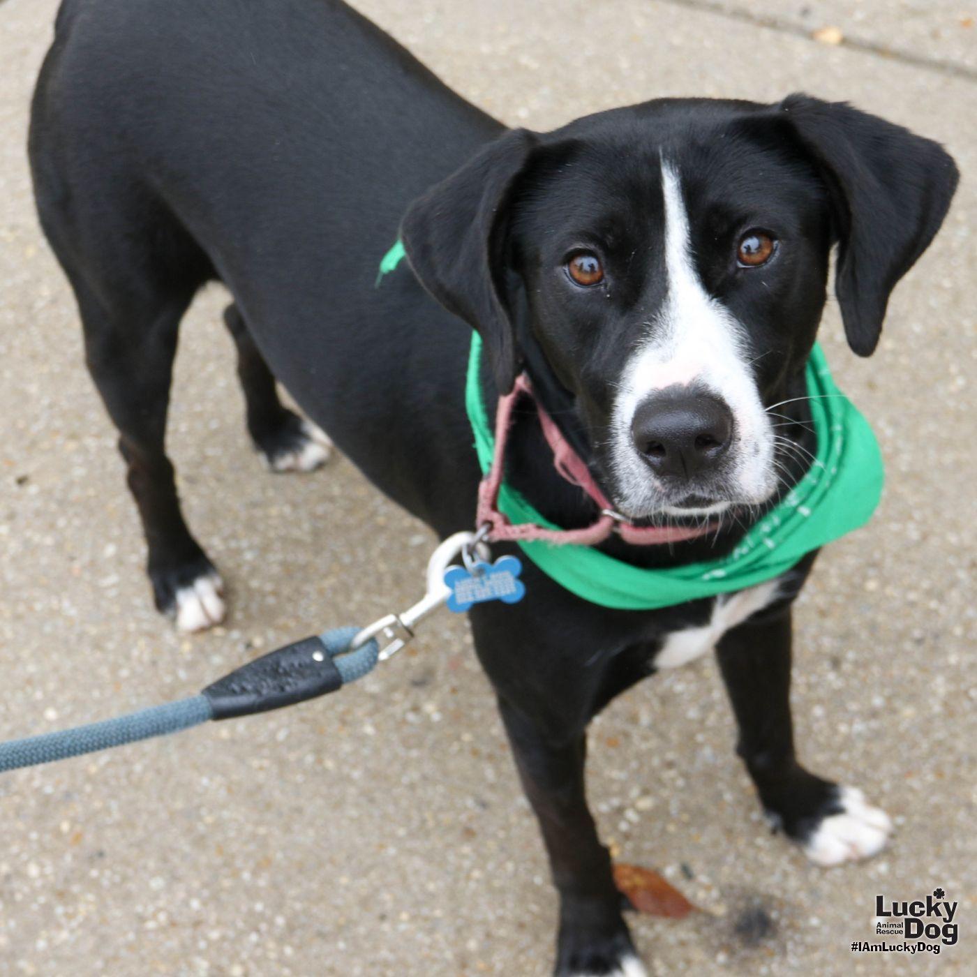 Hassie, Adoptable, Young Female Labrador Retriever & Retriever.