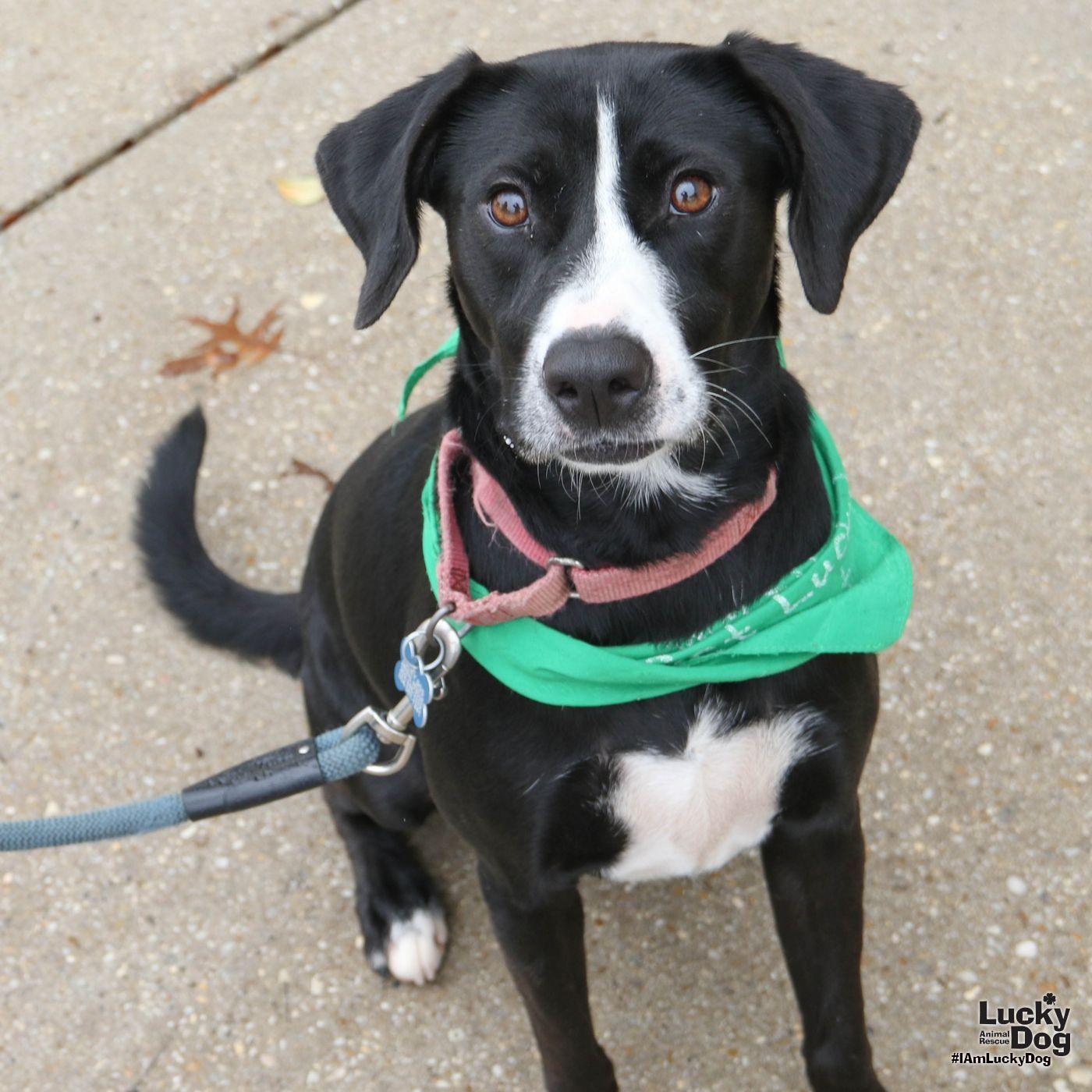 Enlarge Hassie, a Adoptable mixed breed in Washington, DC image 2/3