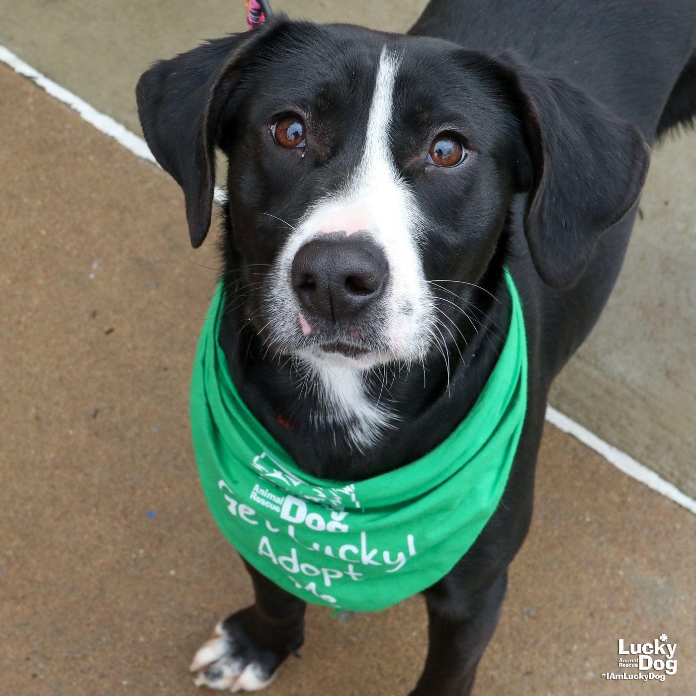 Enlarge Hassie, a Adoptable mixed breed in Washington, DC image 3/3