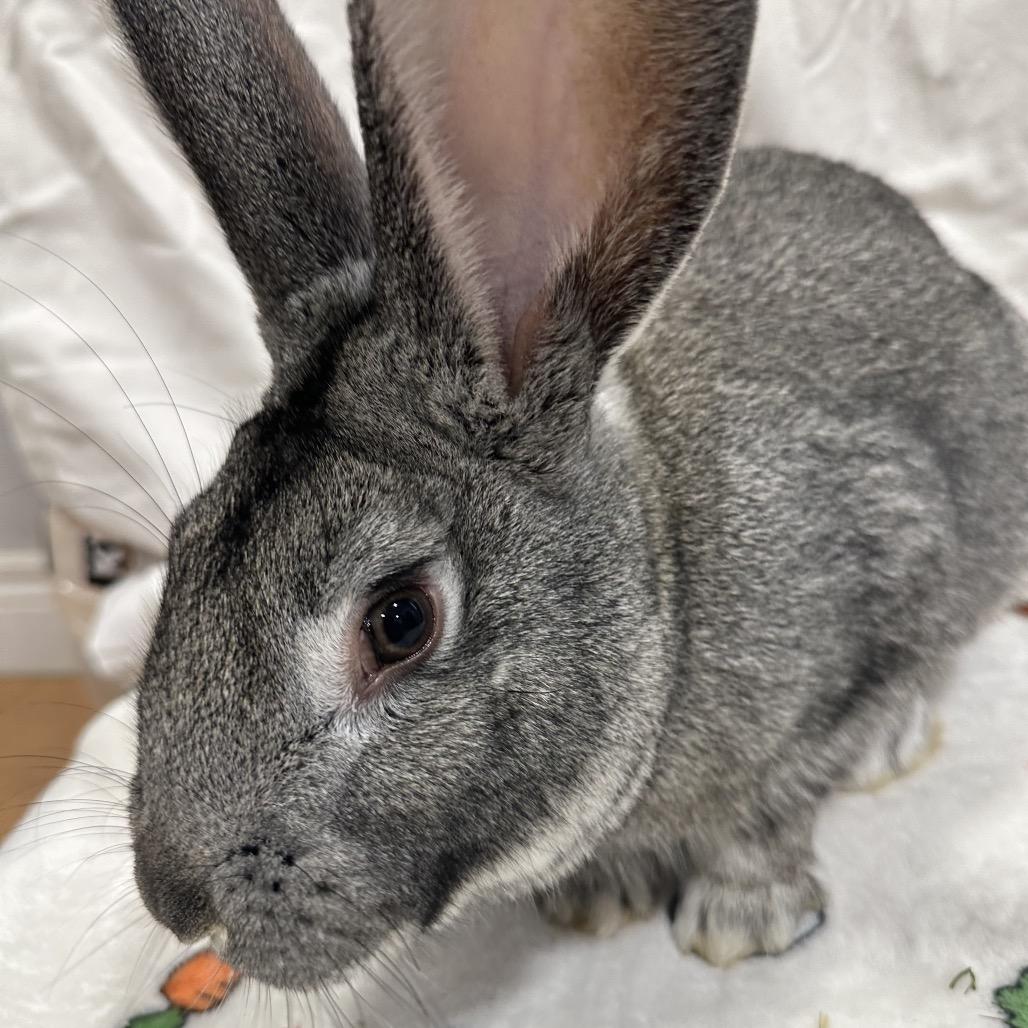 Enlarge Oshawatt, a Adoptable Bunny Rabbit in Puslinch, ON image 1/6