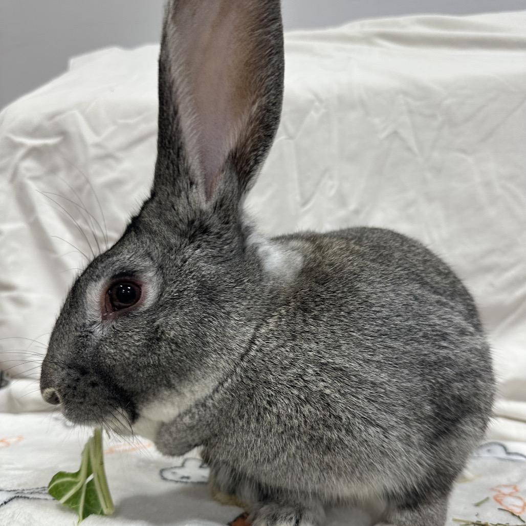 Enlarge Oshawatt, a Adoptable Bunny Rabbit in Puslinch, ON image 2/6