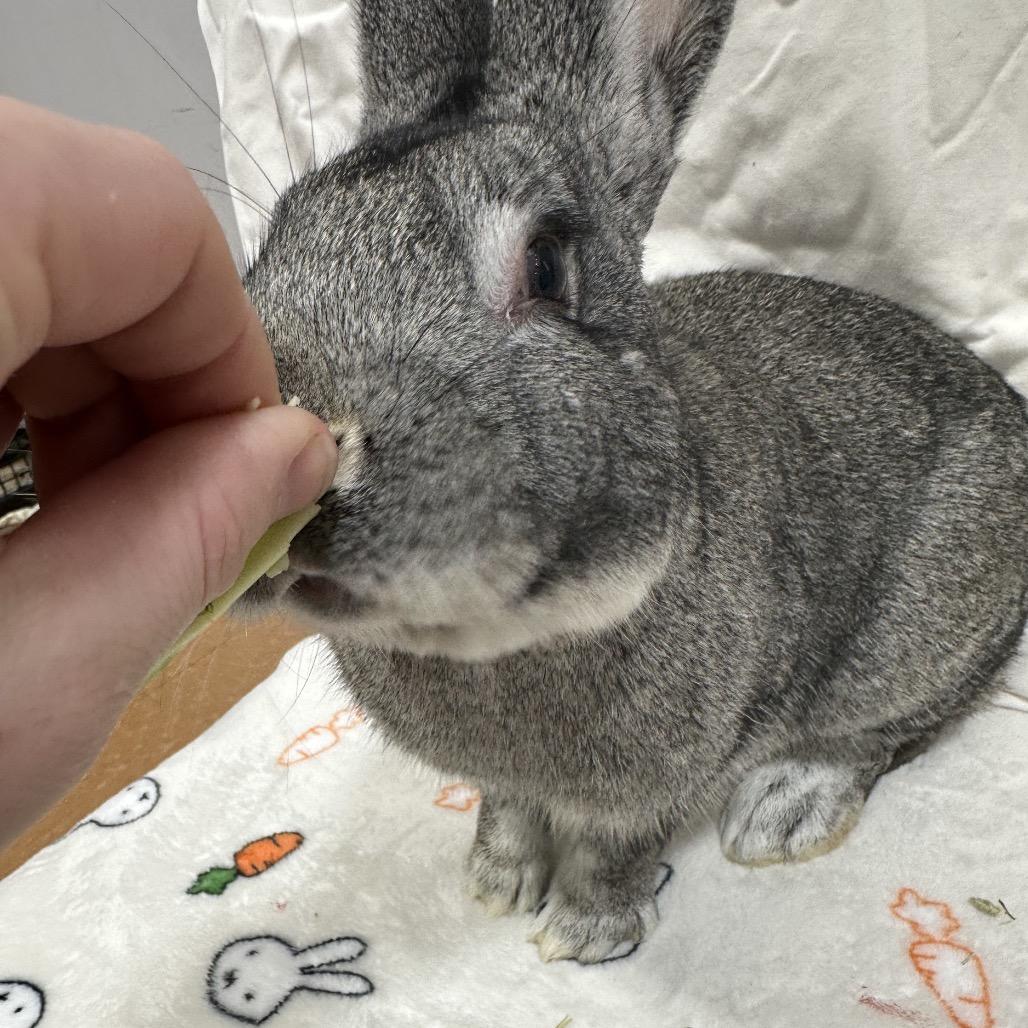 Enlarge Oshawatt, a Adoptable Bunny Rabbit in Puslinch, ON image 3/6