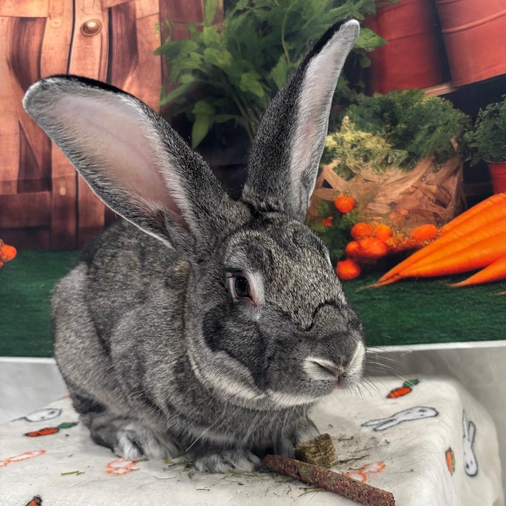 Enlarge Oshawatt, a Adoptable Bunny Rabbit in Puslinch, ON image 4/6