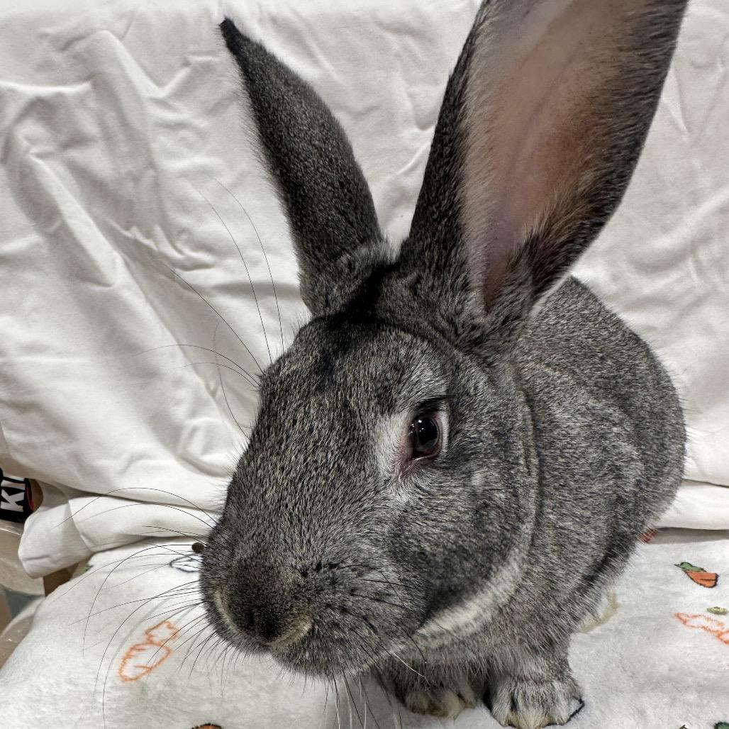 Enlarge Oshawatt, a Adoptable Bunny Rabbit in Puslinch, ON image 4/6