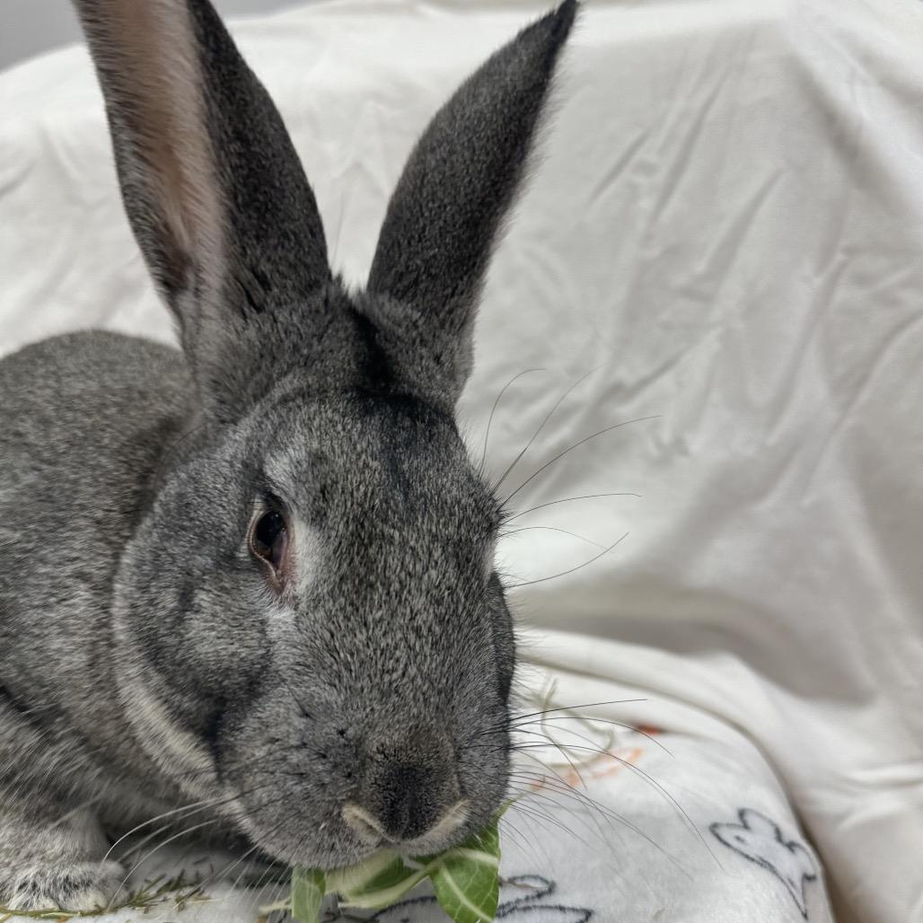 Enlarge Oshawatt, a Adoptable Bunny Rabbit in Puslinch, ON image 5/6