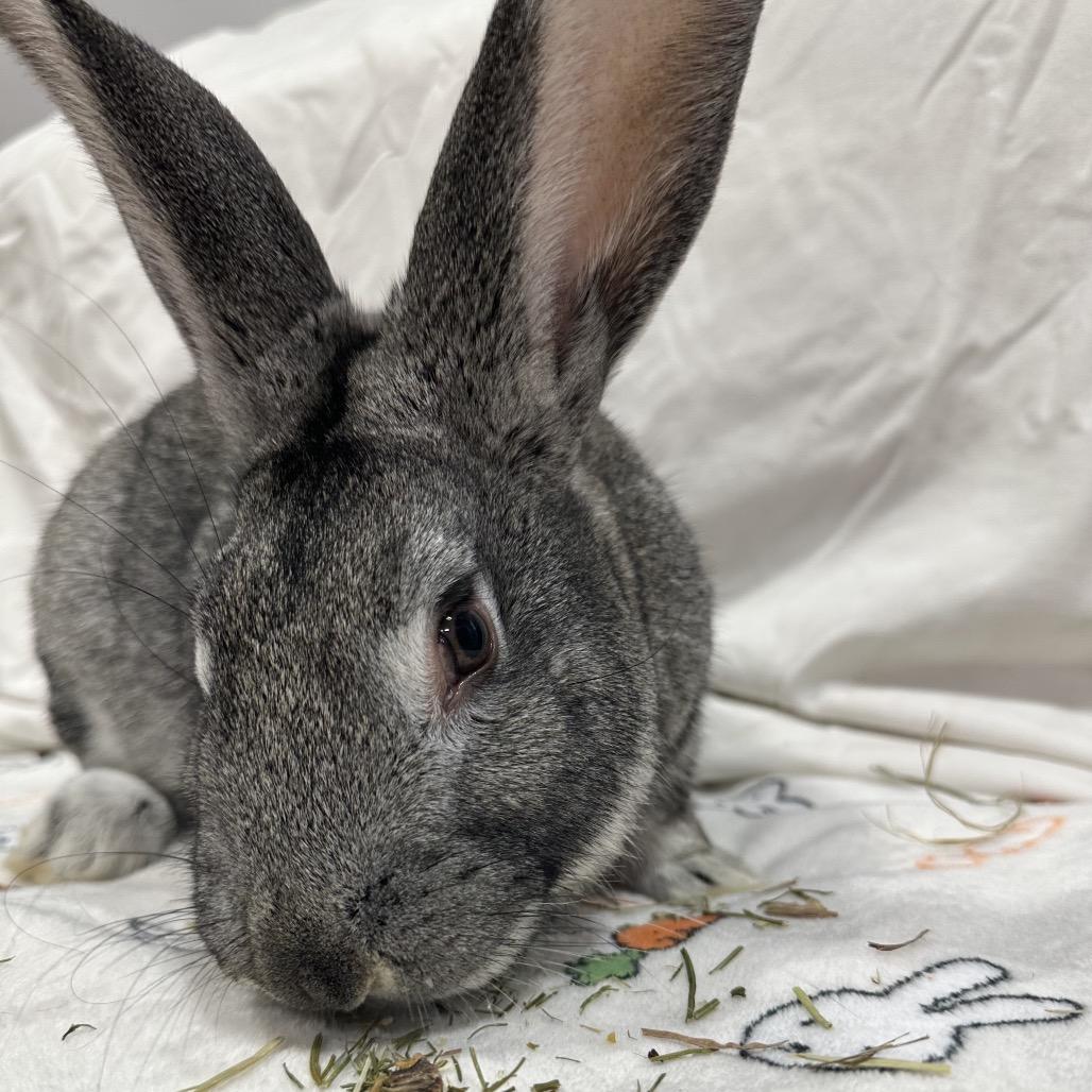 Enlarge Oshawatt, a Adoptable Bunny Rabbit in Puslinch, ON image 6/6