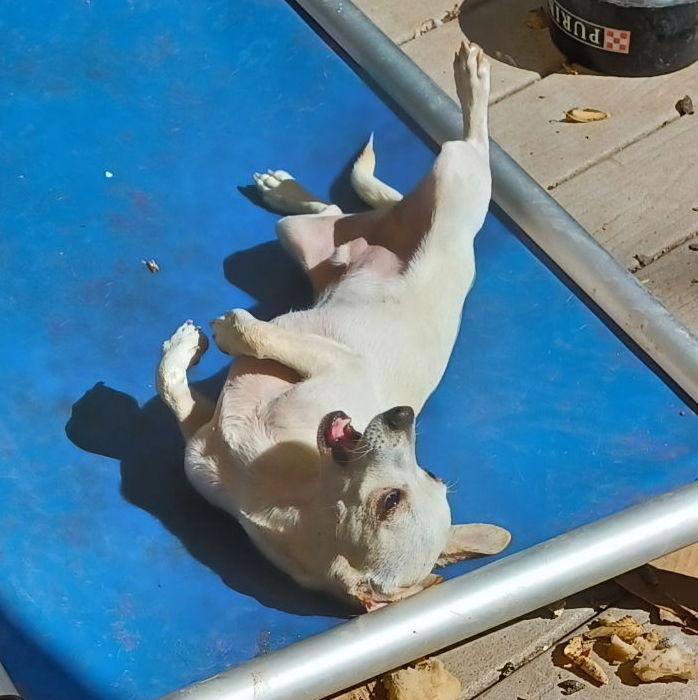 Rio, Adopted, Young Male Chihuahua.