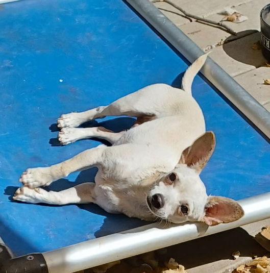 Enlarge Rio, a Adopted Chihuahua in Dallas, TX image 2/2