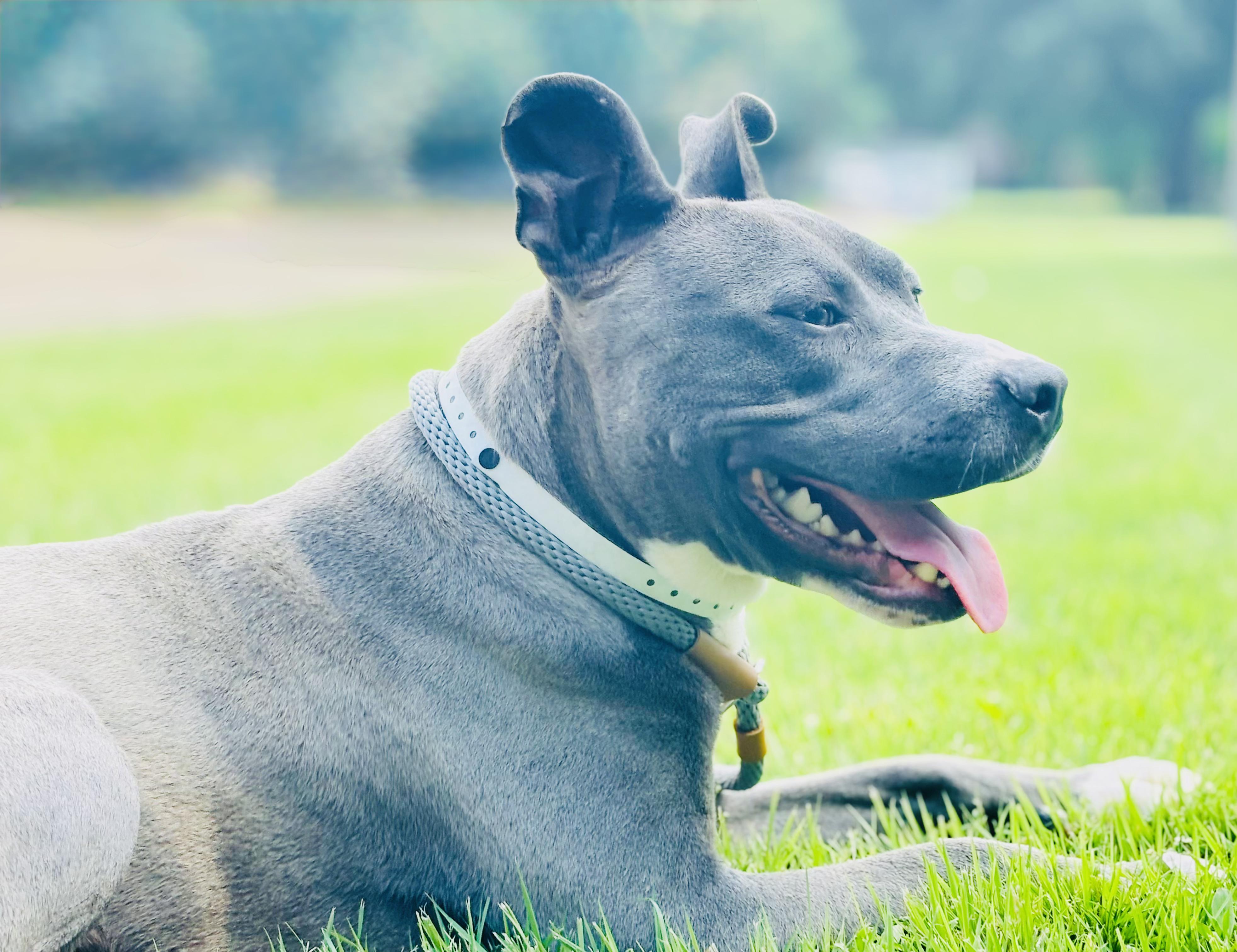 Jax, Adoptable, Adult Male Mixed Breed.