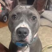 Enlarge Jax, a Adoptable mixed breed in Arlington, TN image 1/5