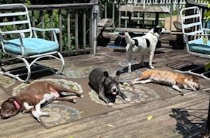 Enlarge Jax, a Adoptable mixed breed in Arlington, TN image 3/5